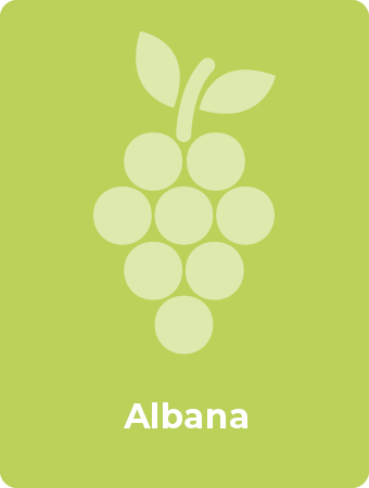Albana druif