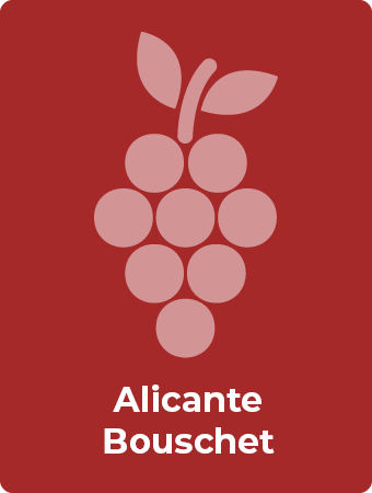 Alicante Bouschet druif