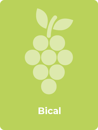 Bical druif