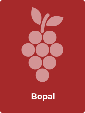 Bopal druif