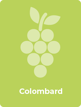 Colombard druif