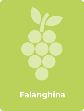 Falanghina druif