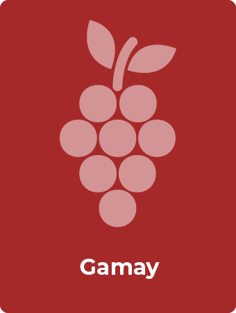 Gamay druif
