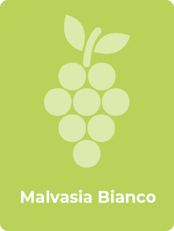 Malvasia Bianco druif