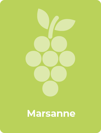 Marsanne druif