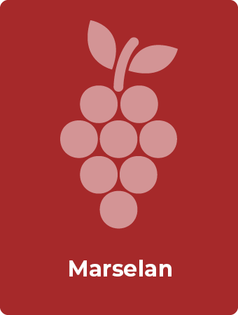 Marselan druif
