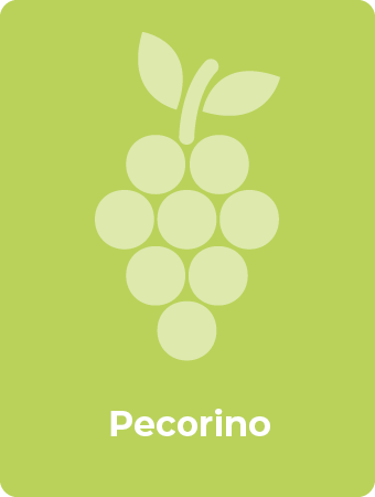 Pecorino druif