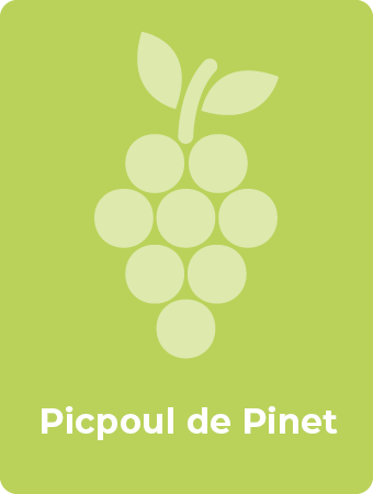 Picpoul de Pinet druif