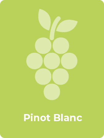 Pinot Blanc druif