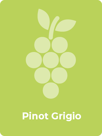 Pinot Grigio druif