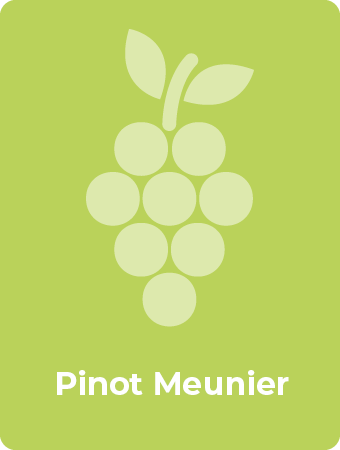 Pinot Meunier druif