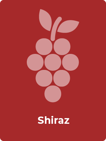 Shiraz druif