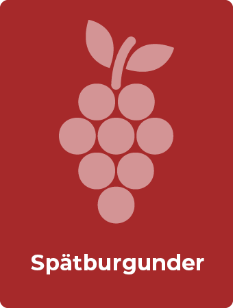 Spätburgunder druif