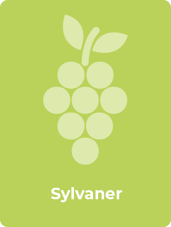 Sylvaner druif