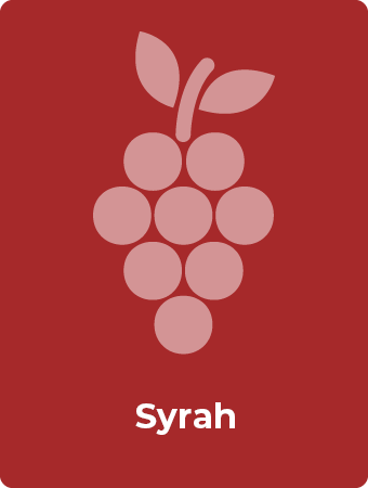 Syrah druif