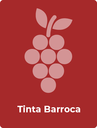 Tinta Barroca druif