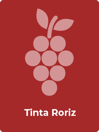 Tinta Roriz druif